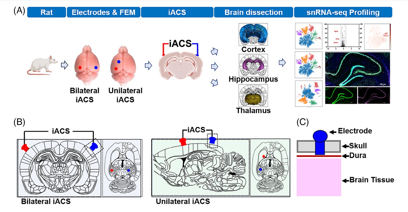 Advancing neurological treatments with iACS in rats